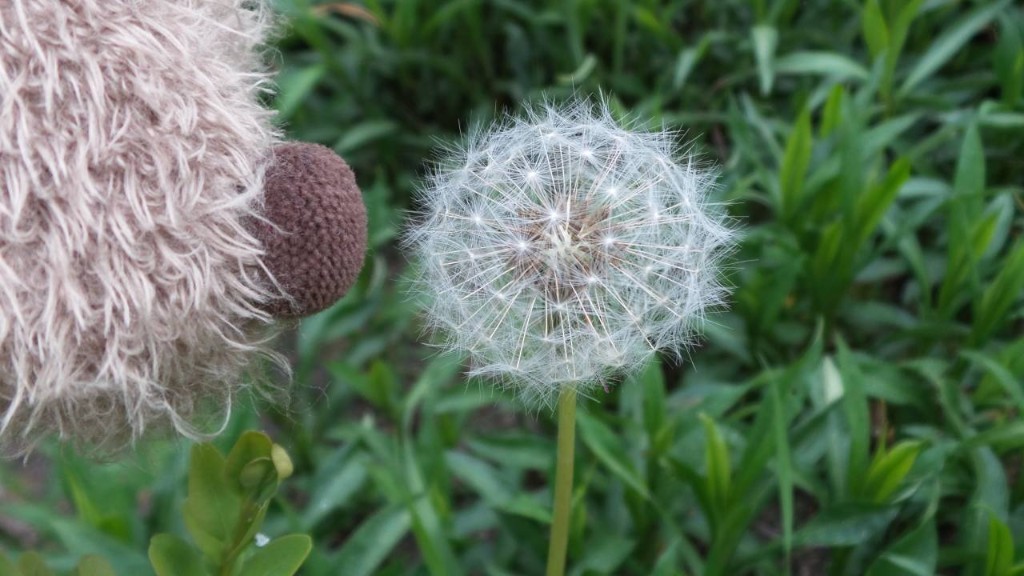 Pusteblume